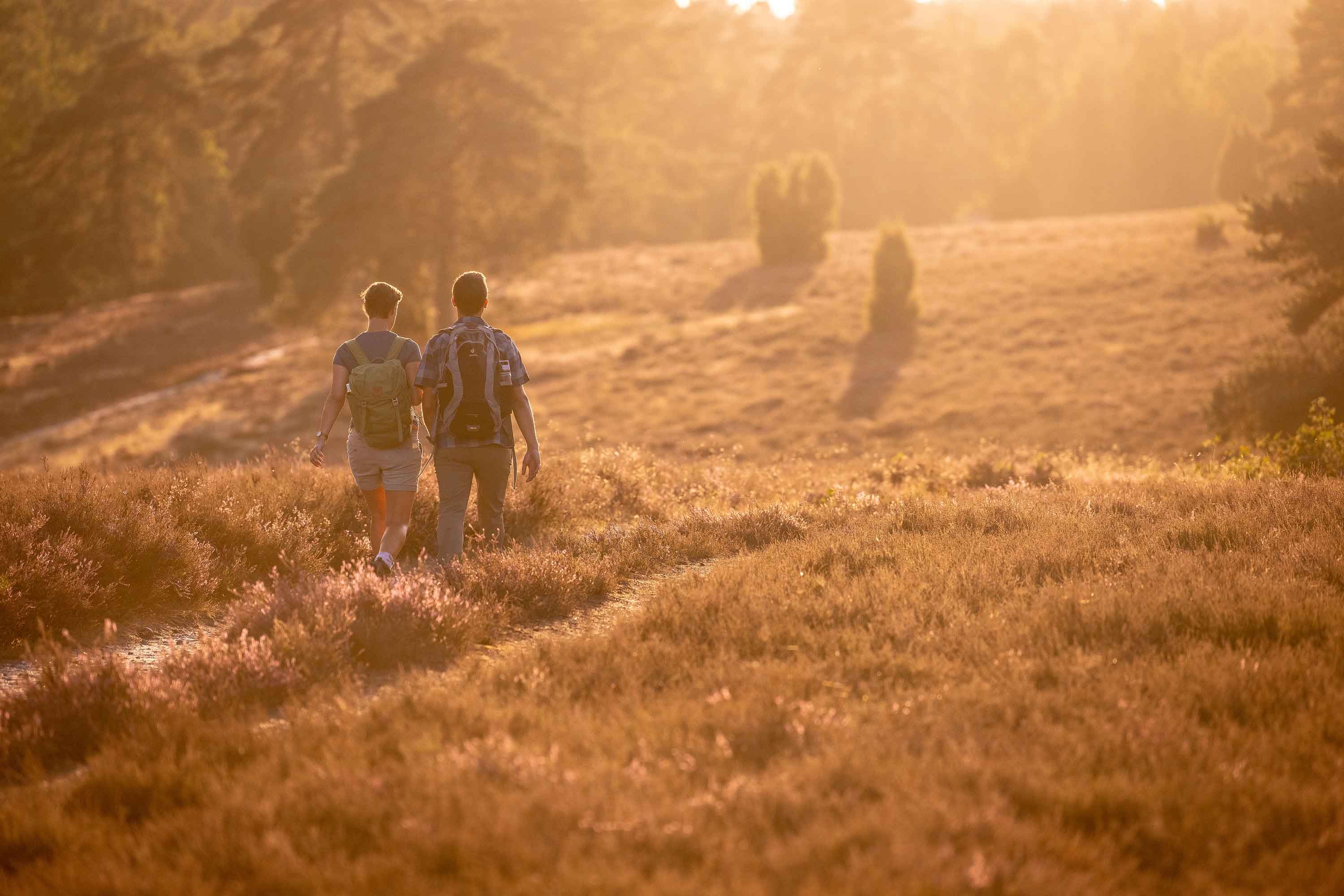 Misselhorner Heide in voller Heidebluete mit Wanderweg im weichen Licht eines Sonnenuntergangs