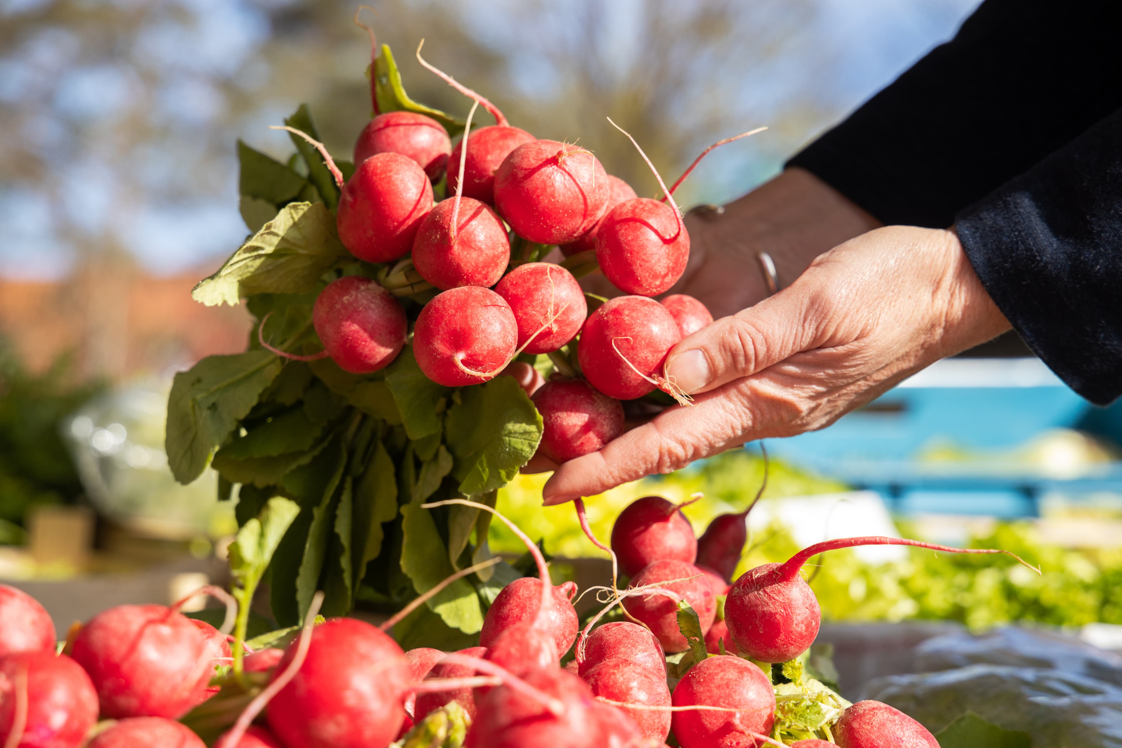 Radischen aus der Lüneburger Heide