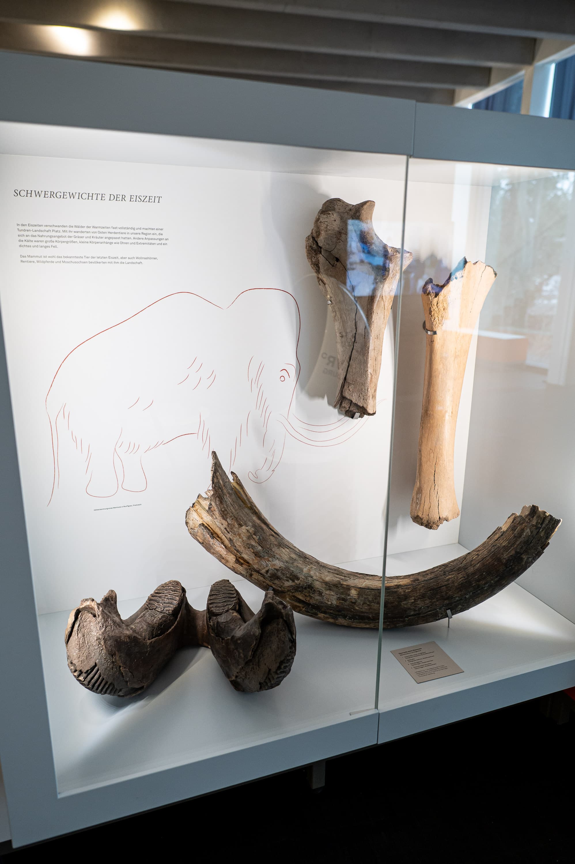 Ausstellungsvitrine - alte Mammut Knochen