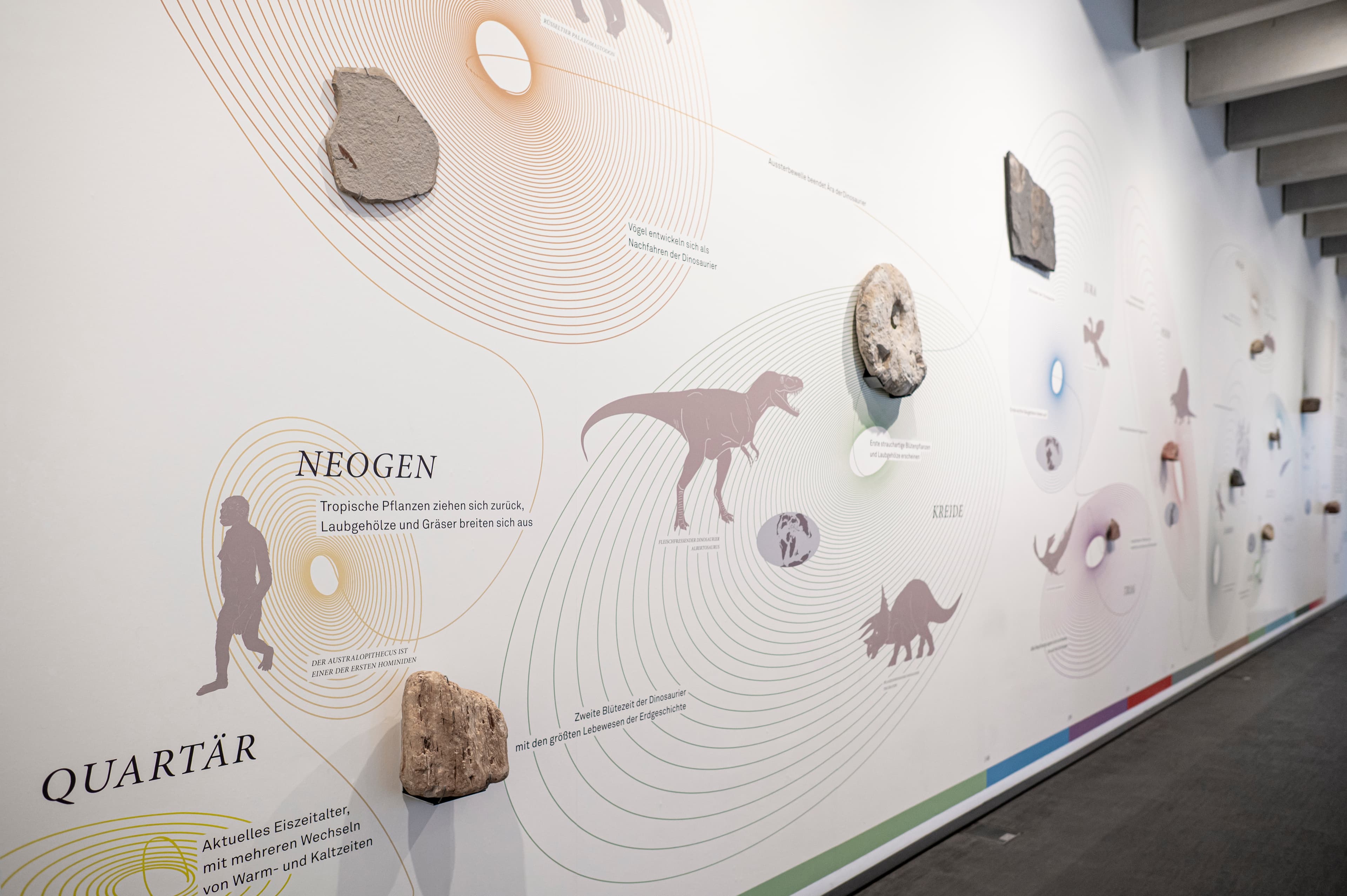 Museum Lüneburg - Zeitstrahl der Erdzeiten mit archäologischen Funden