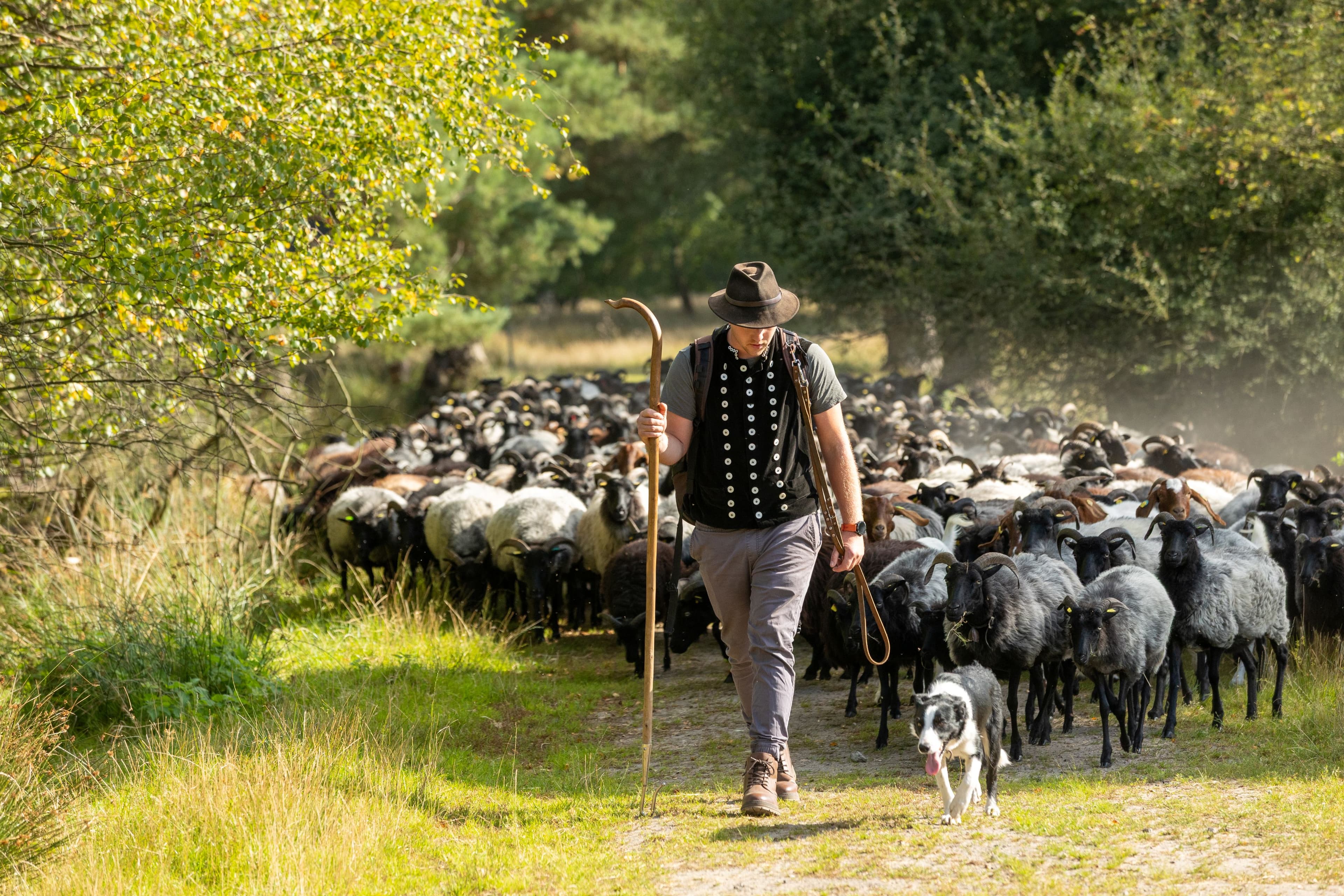 ein schäfer zieht mit seiner herde heidschnucken und einem hütehund durch die lila blühende landschaft der lüneburger heide