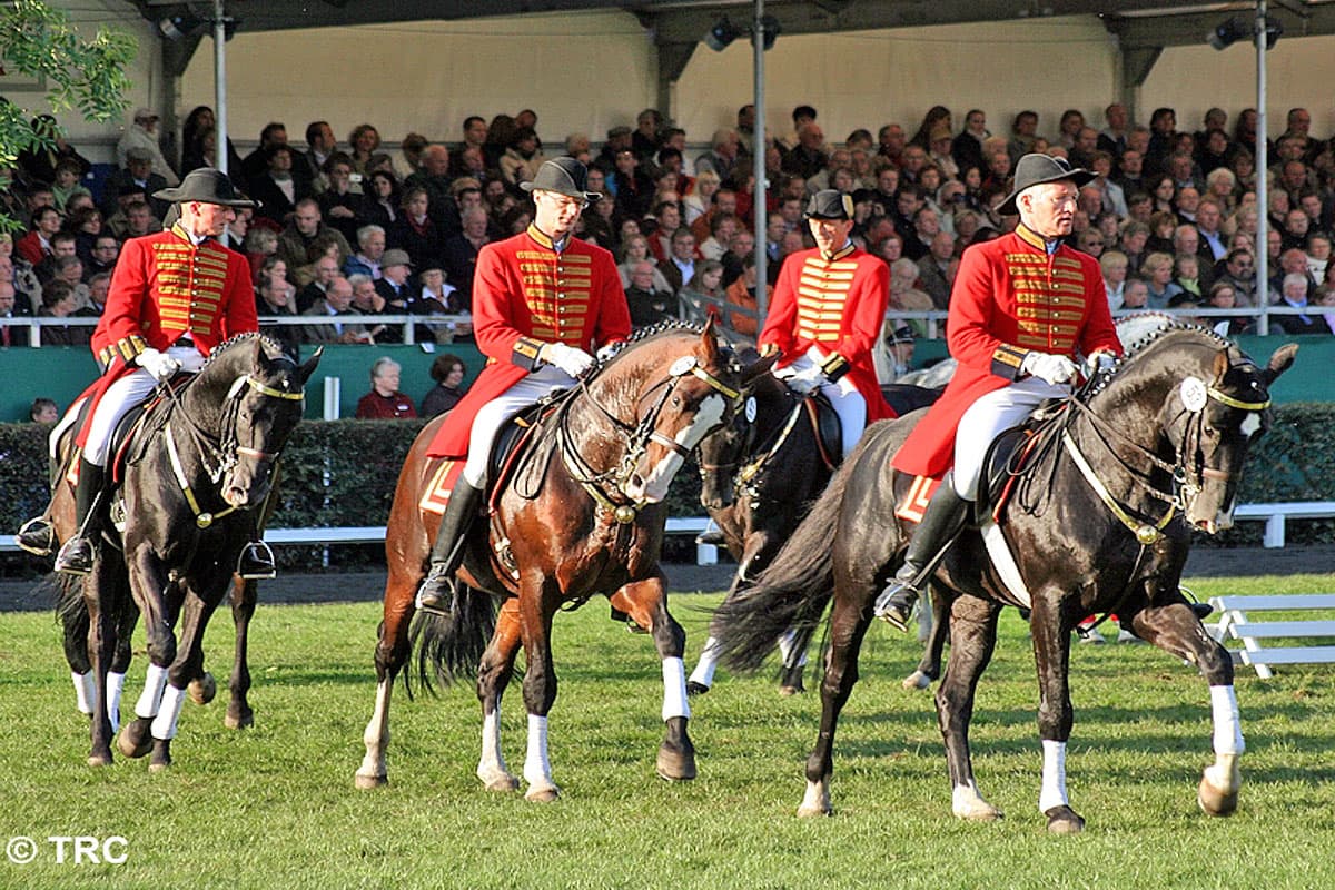 Hengstparade im Celler Landgestuet