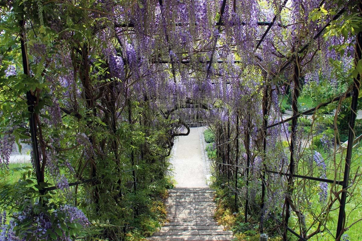 Es blüht wunderbar im Heilpflanzengarten Celle