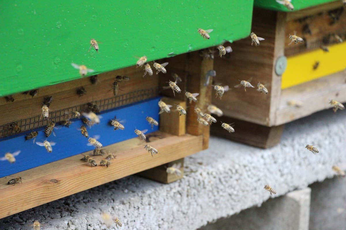Im Bieneninstitut Celle lernt man alles über Bienen