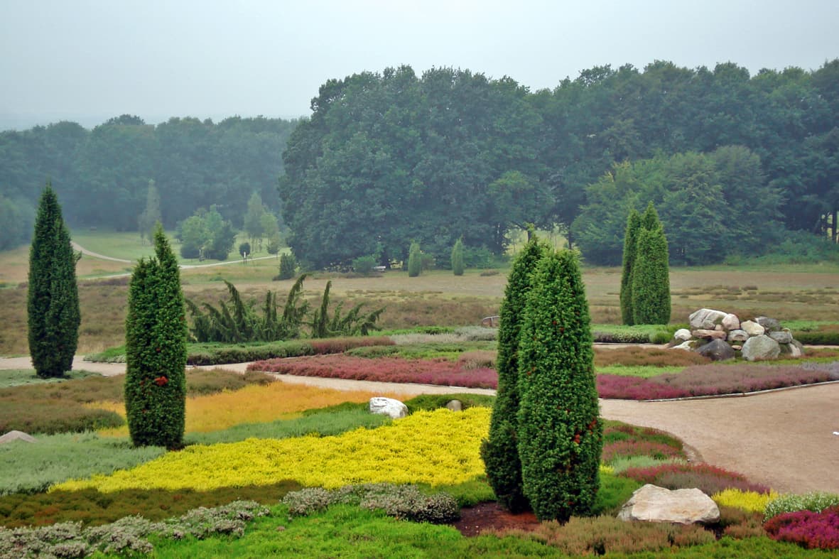 Der Heidegarten in Schneverdingen zeigt immer blühende Heide