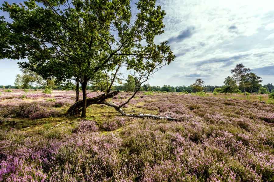 Die Osterheide ist eine weite heidefläche in der lüneburger heide