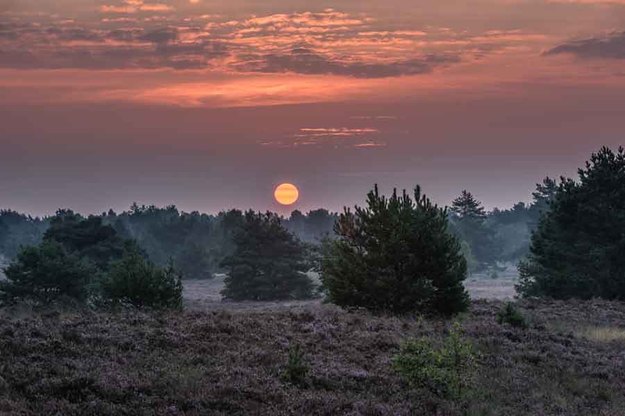 Toller Sonnenuntergang in der Osterheide bei Schneverdingen