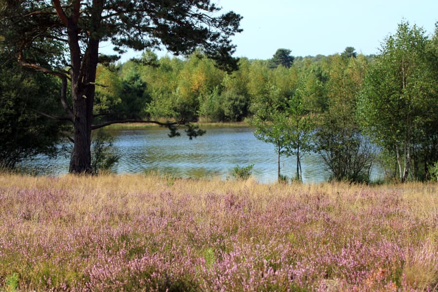 der sylvestersee liegt mitten in der osterheide