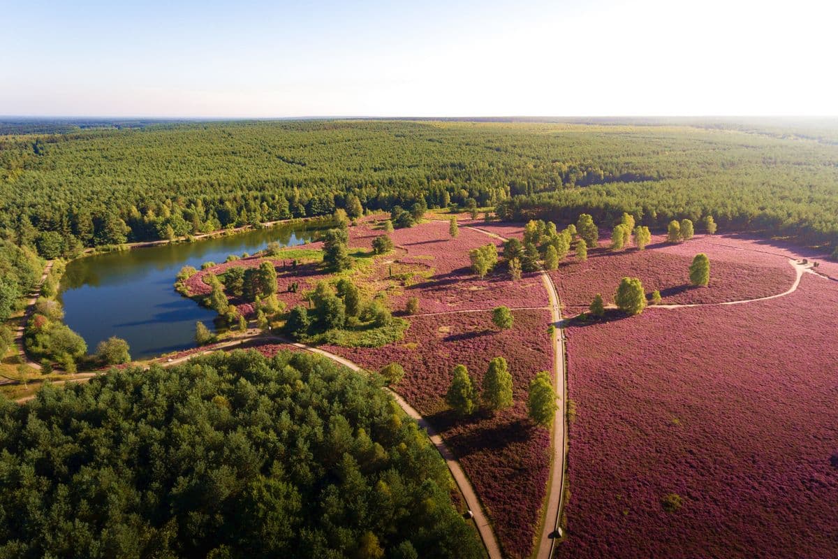 Im naturpark südheide liegt der Angelbecksteich bei hermannsburg