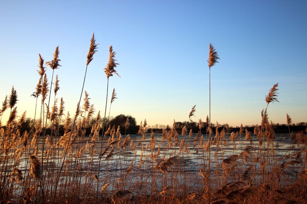 Meißendorfer Teiche, Huettenseepark, Suedheide, Winter, Winterwandern