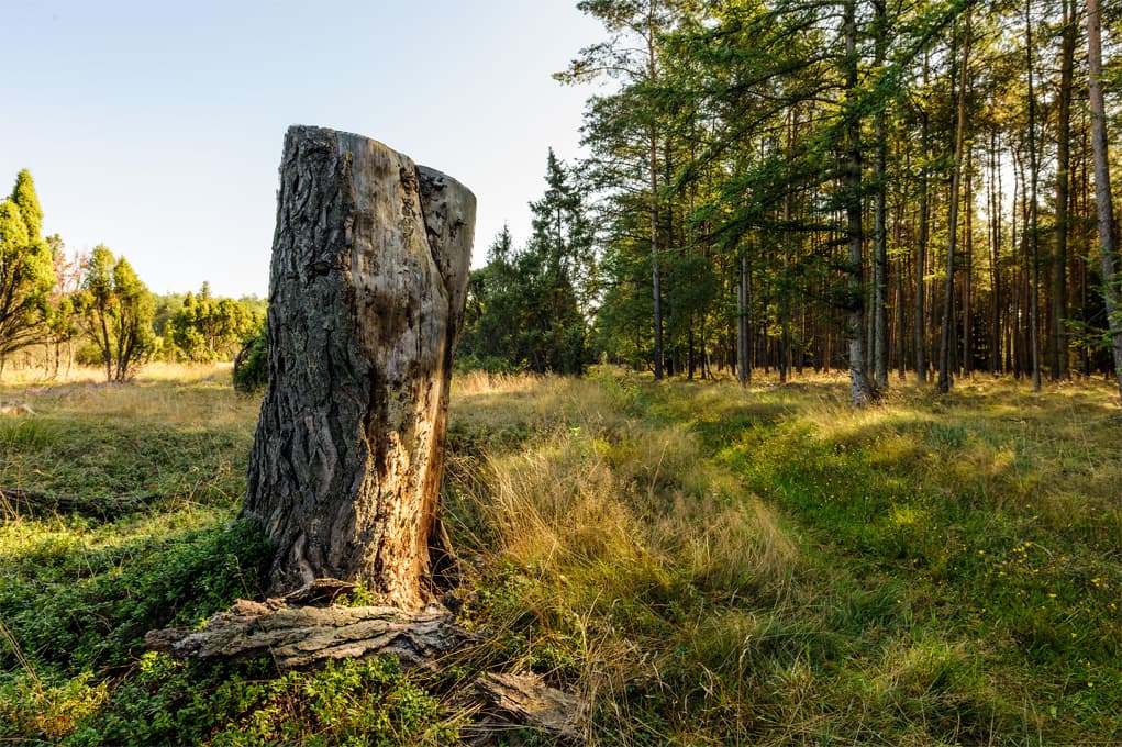 Wacholderwald Schmarbeck Baum am Wanderweg