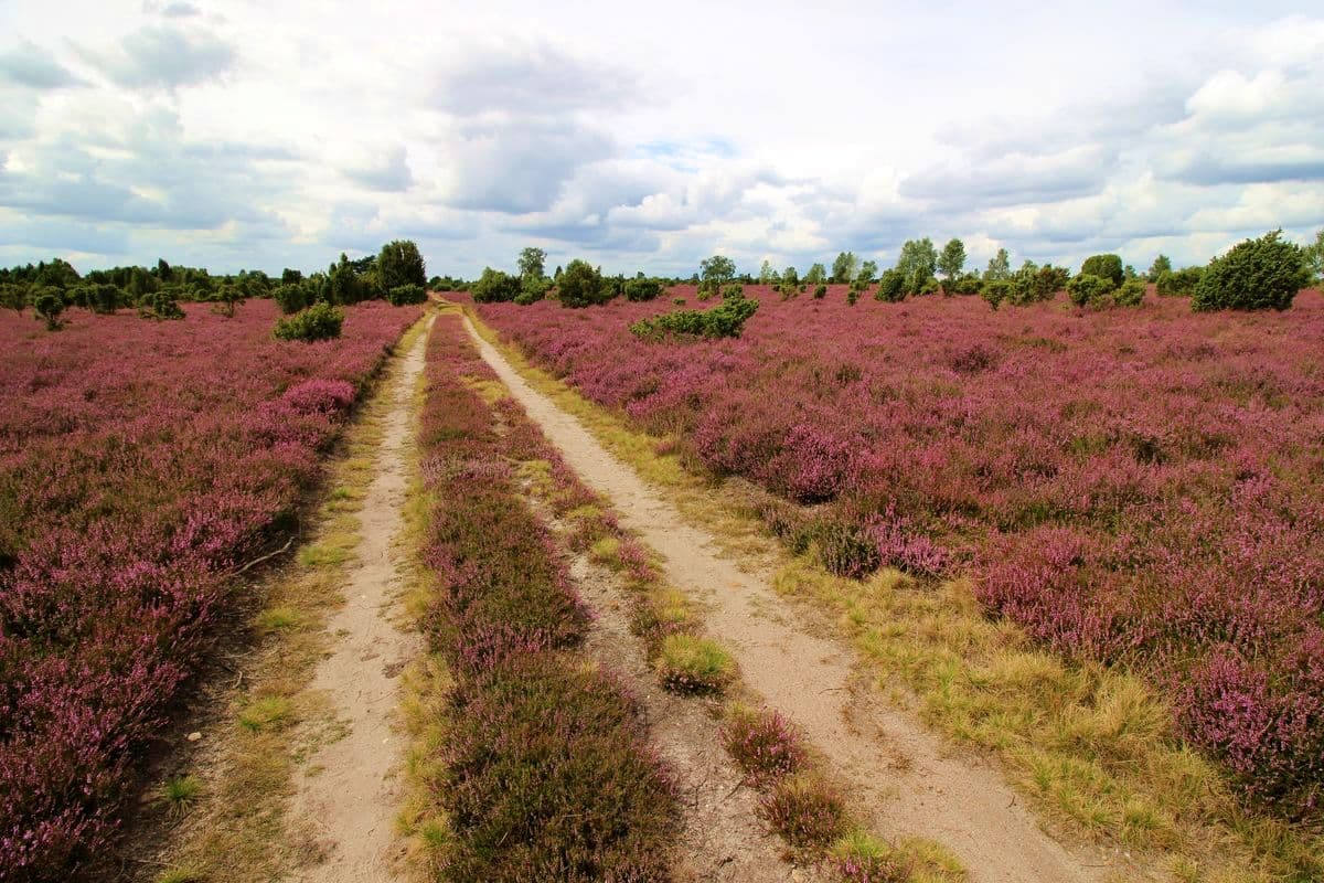 blühende Heide am Wacholderwald Schmarbeck