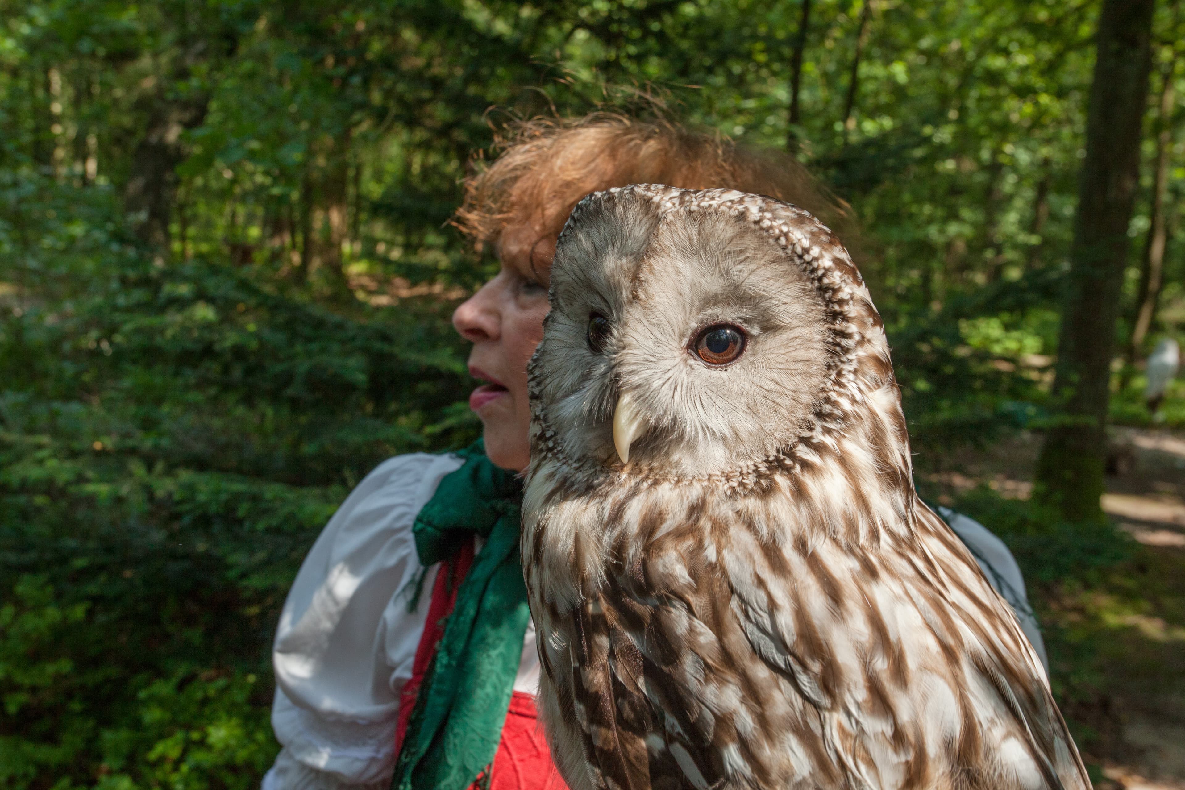 Greifvogel Bispingen