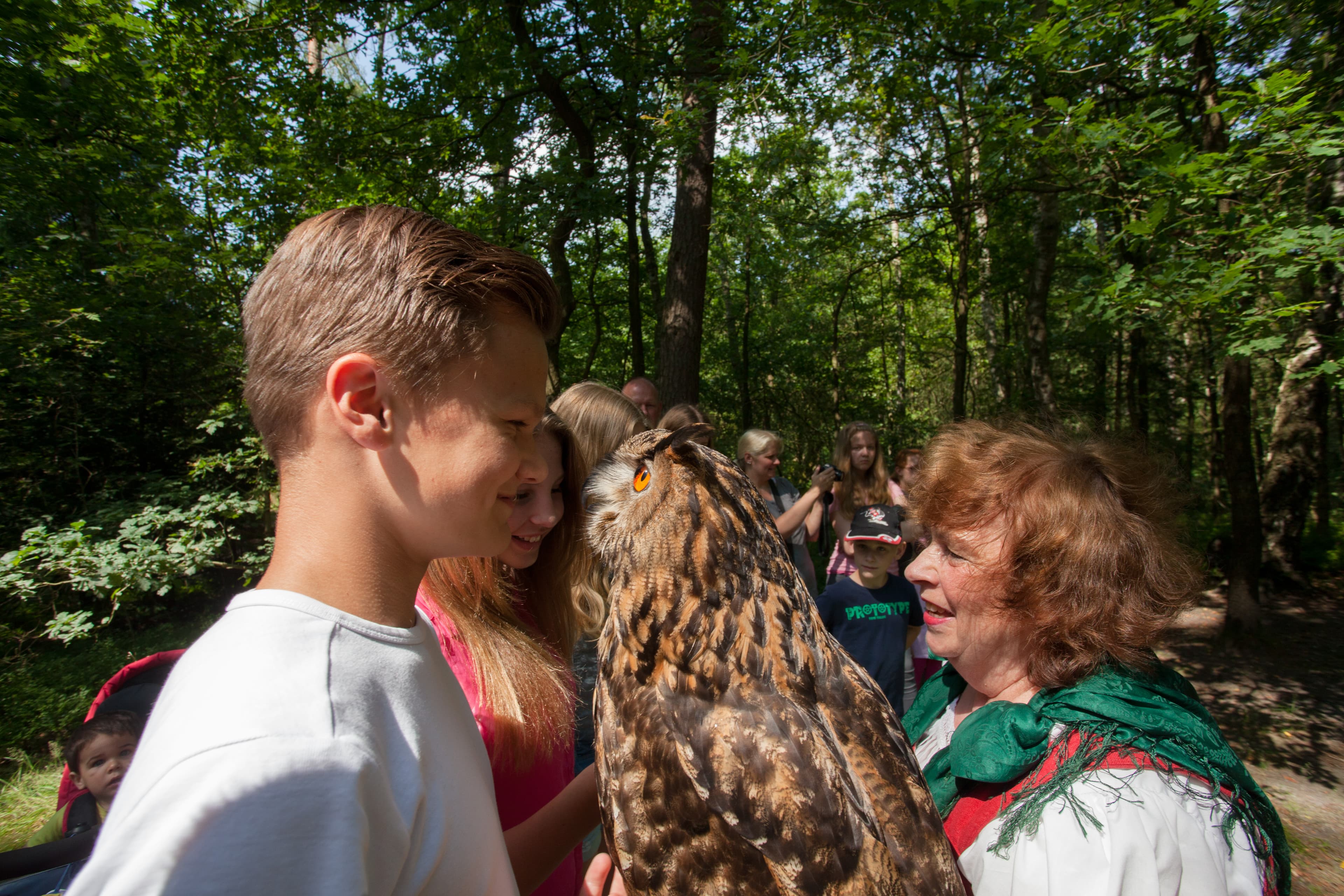 Greifvogel Bispingen