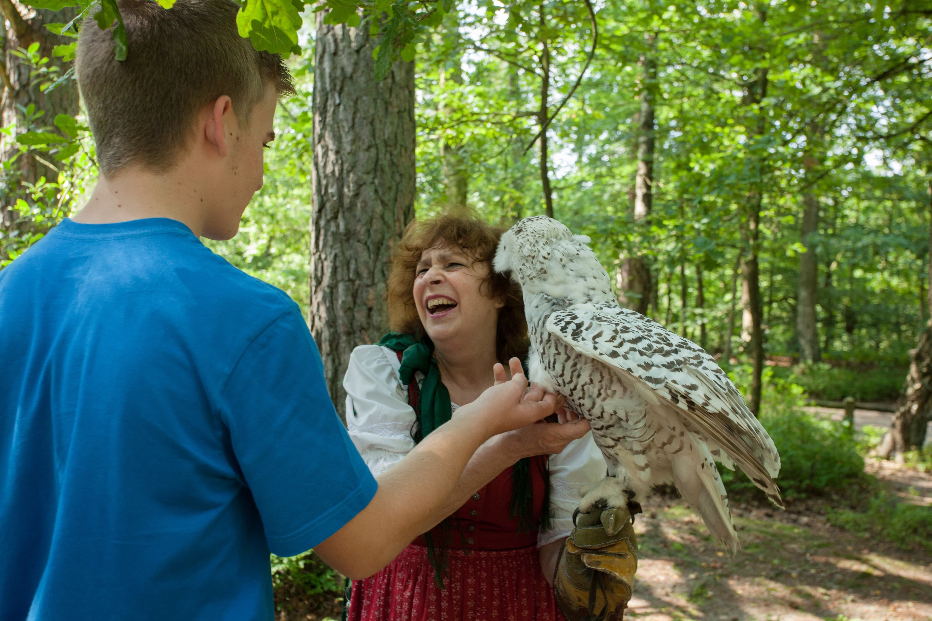 Greifvogel Bispingen