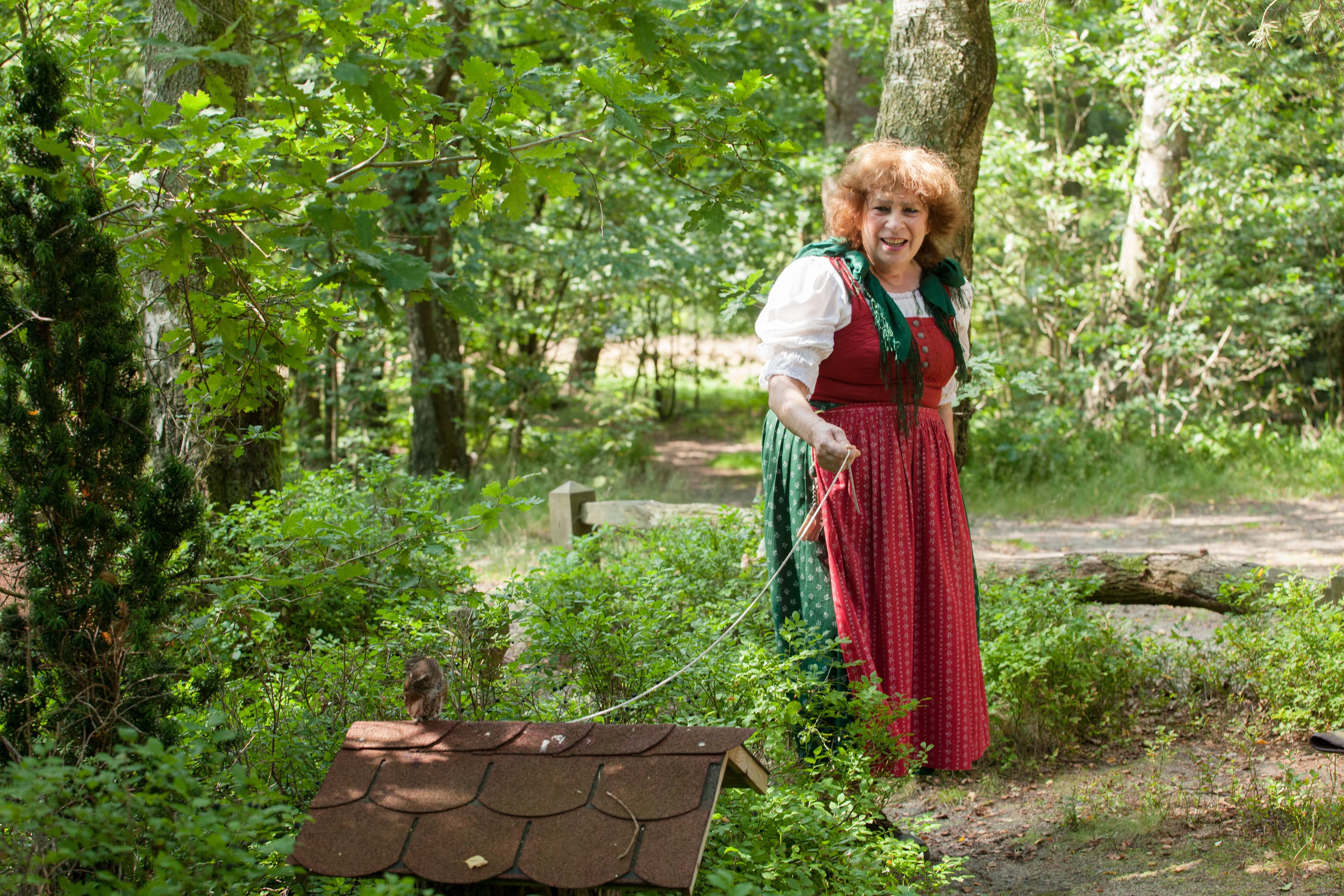 Greifvogel Bispingen