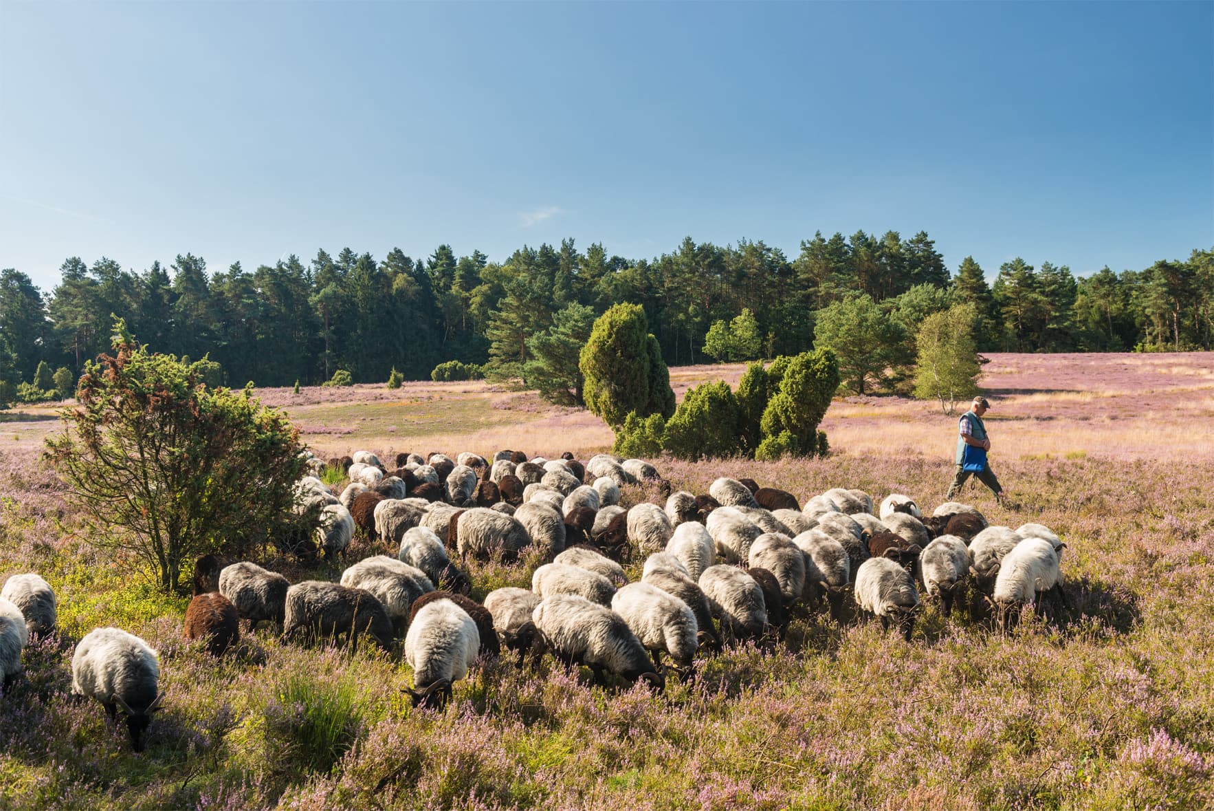 Heidschnuckenweg. Schäfer mit Heidschnucken im Buesenbachtal