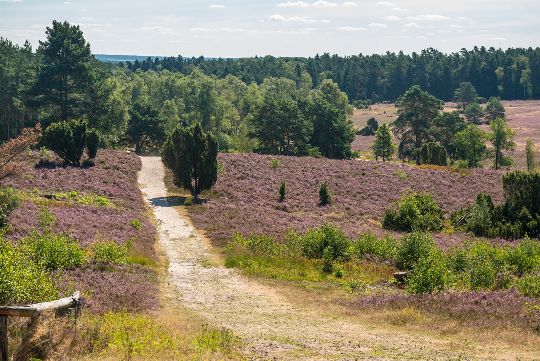 Büsenbachtal Handeloh Weg vom Pferdekopf sehenswuerdigkeit lueneburger heide Heidschnuckenweg