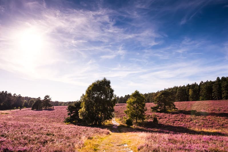 Misselhorner Heide, Hermannsburg, Naturpark Südheide