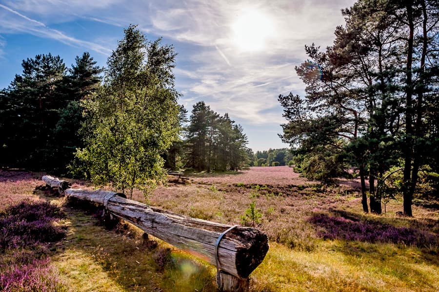 Die Misselhorner Heide liegt in der Südheide bei Hermannsburg in der Lüneburger Heide