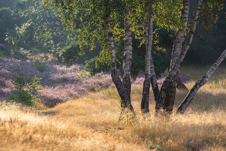 Das Marxener Paradies bei Amelinghausen