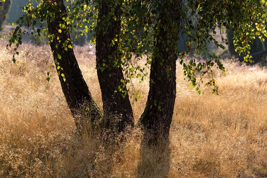 Das Marxener Paradies bei Amelinghausen
