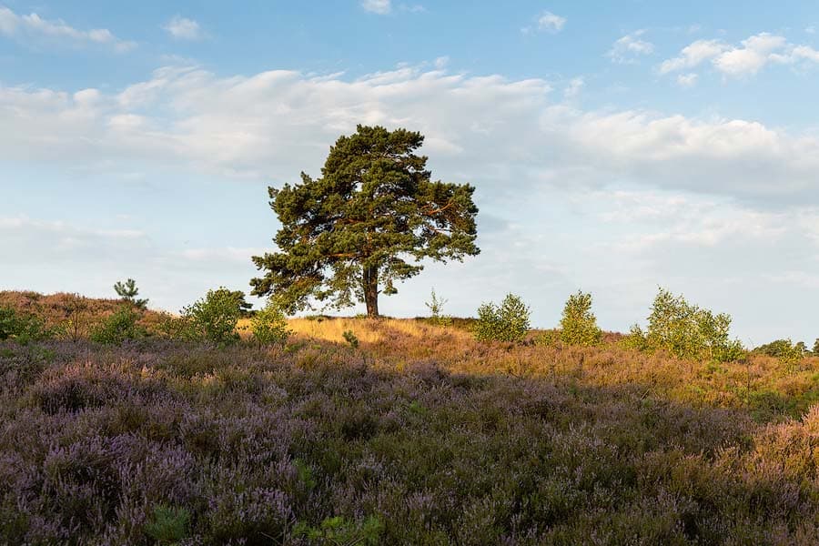 Heidebluete in der Schwindebecker Heide bei Soderstorf