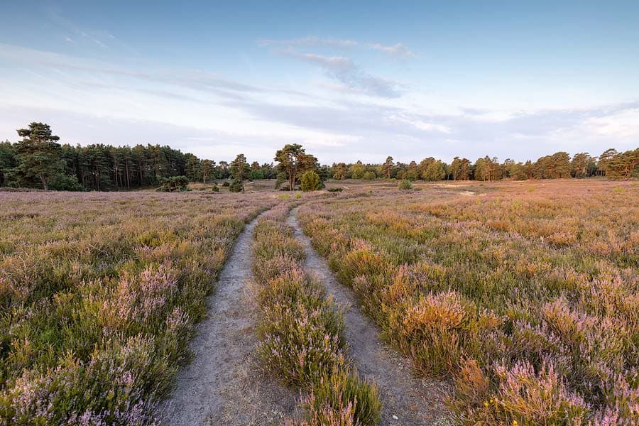 Wanderwege durch die Schwindebecker Heide