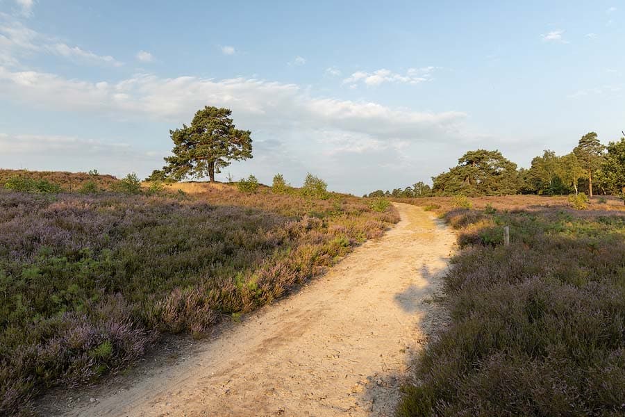 Heidebluete in der Schwindebecker Heide bei Soderstorf und Wanderwege
