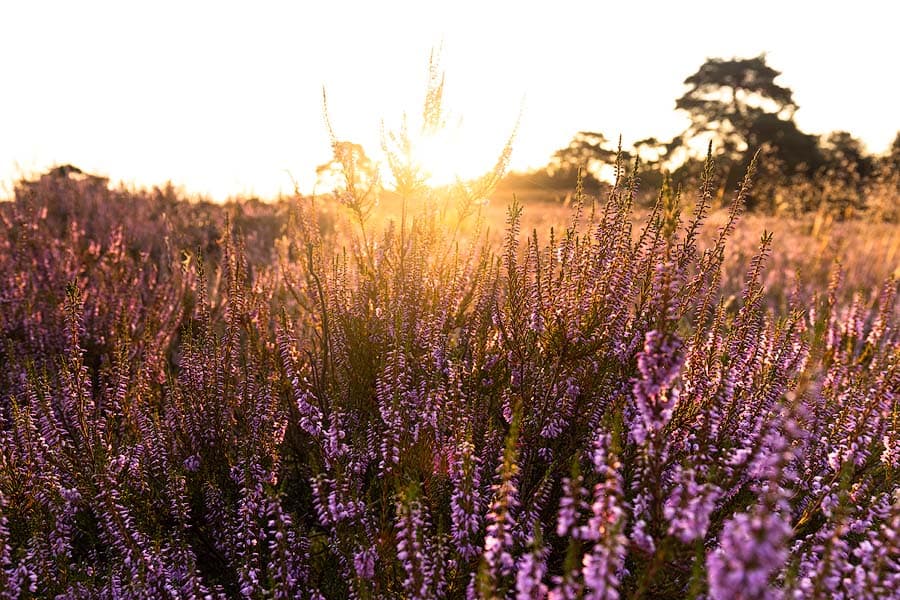 Sonnenaufgang in der Schwindebecker Heide während der Heideblüte