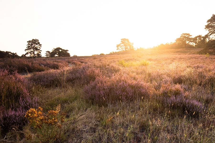 Sonnenaufgang in der Schwindebecker Heide