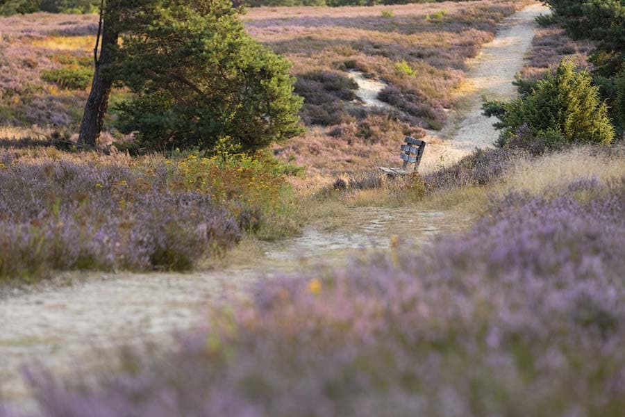 Schwindebecker Heide Wnderwege mit Bank