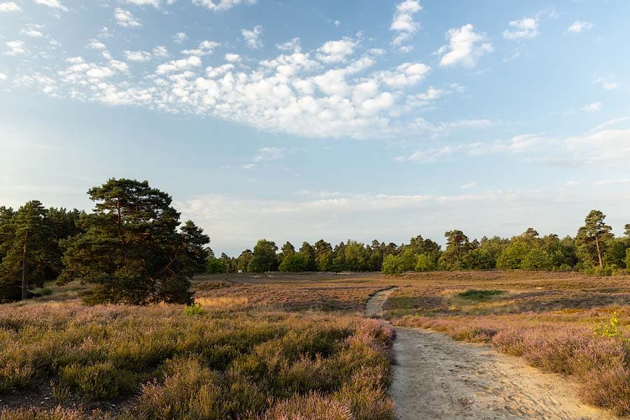 Weite Heideflächen in der Schwindebecker Heide