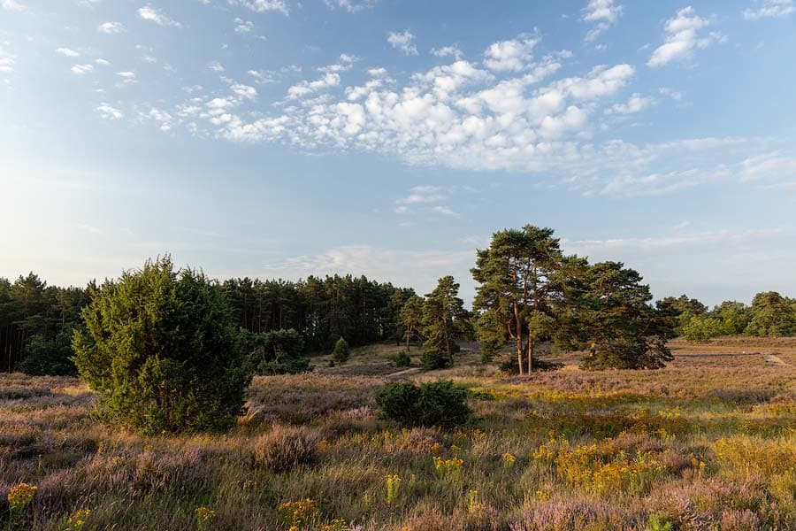 Weite Heide in der Schwindebecker Heide bei Soderstorf