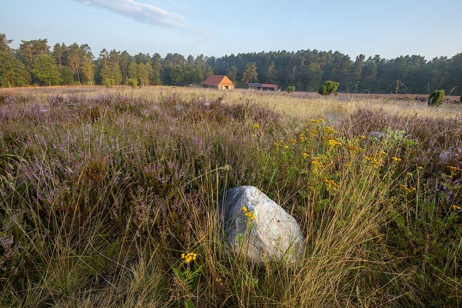 Die Kronsbergheide bei Amelinghausen