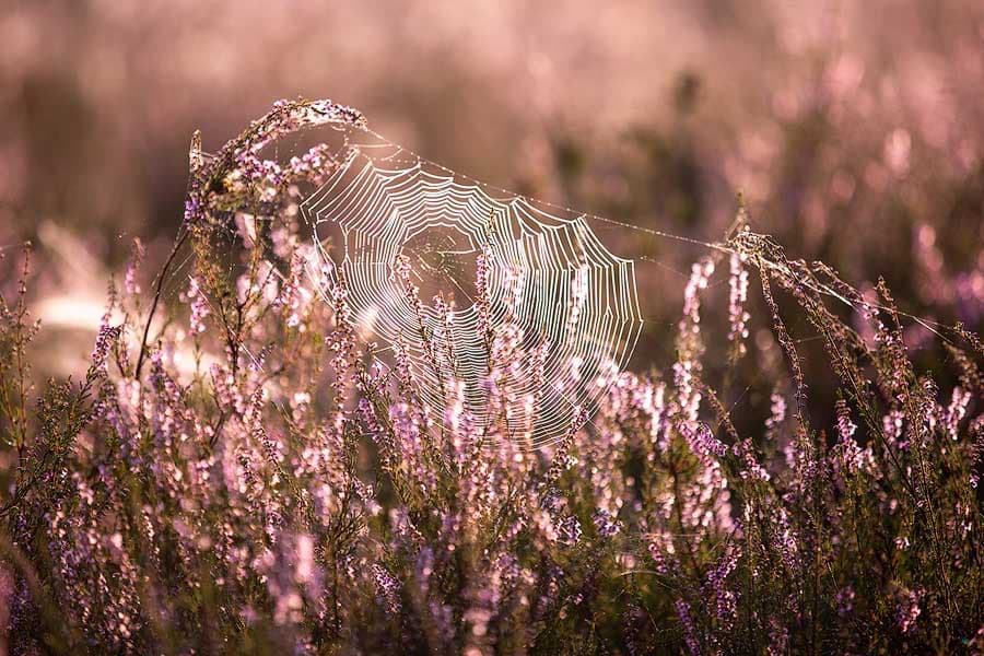 Die Kronsbergheide bei Amelinghausen