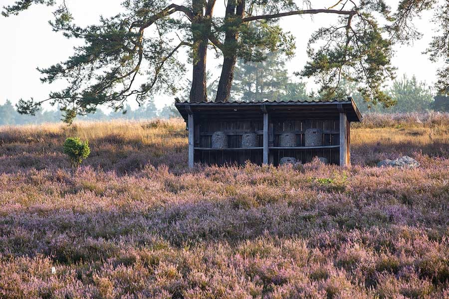 Die Kronsbergheide bei Amelinghausen