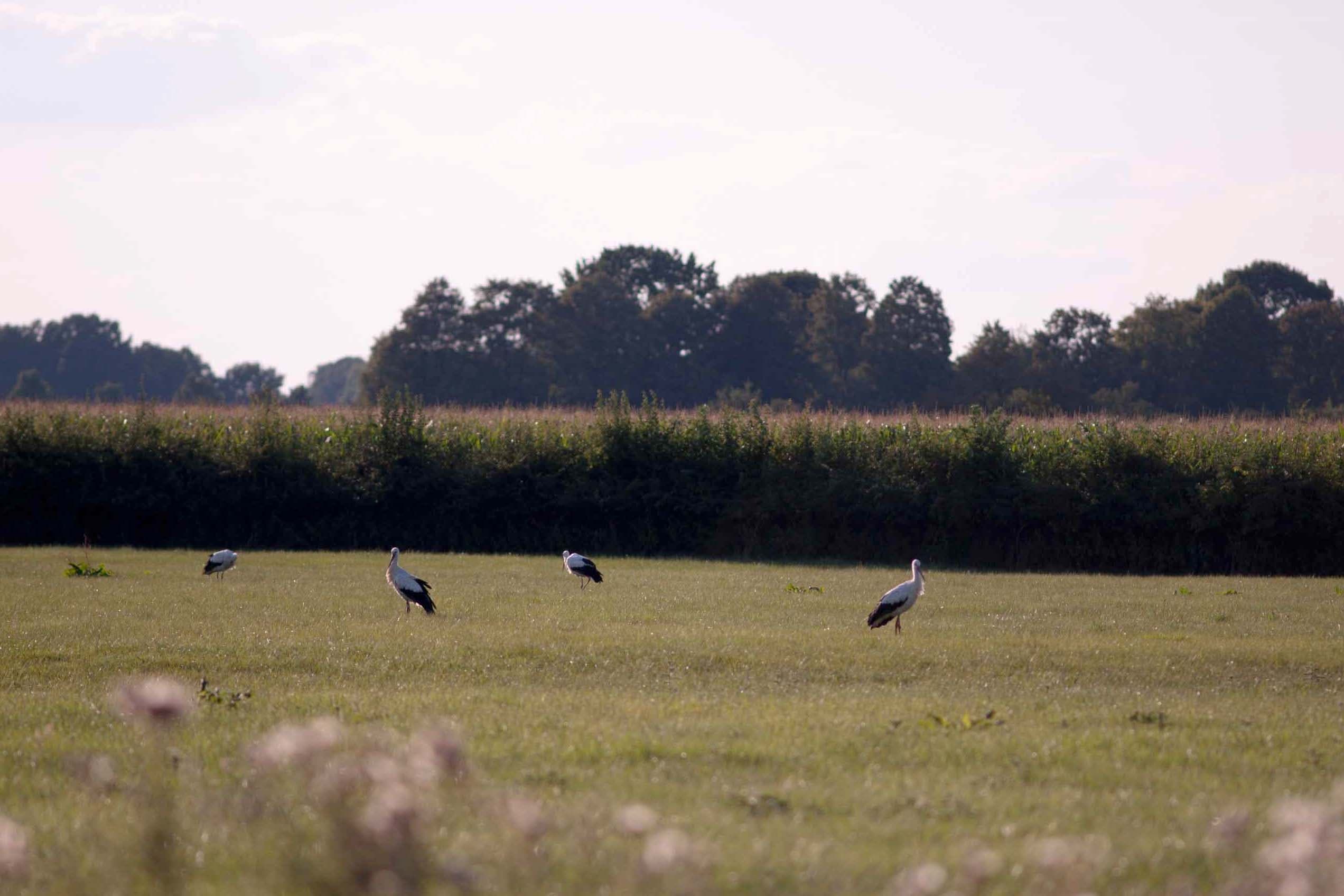 Hornbosteler Hutweide