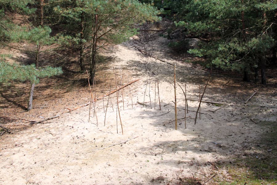 Binnendüne,bendestorf,lüneburger,heide,jesteburg,