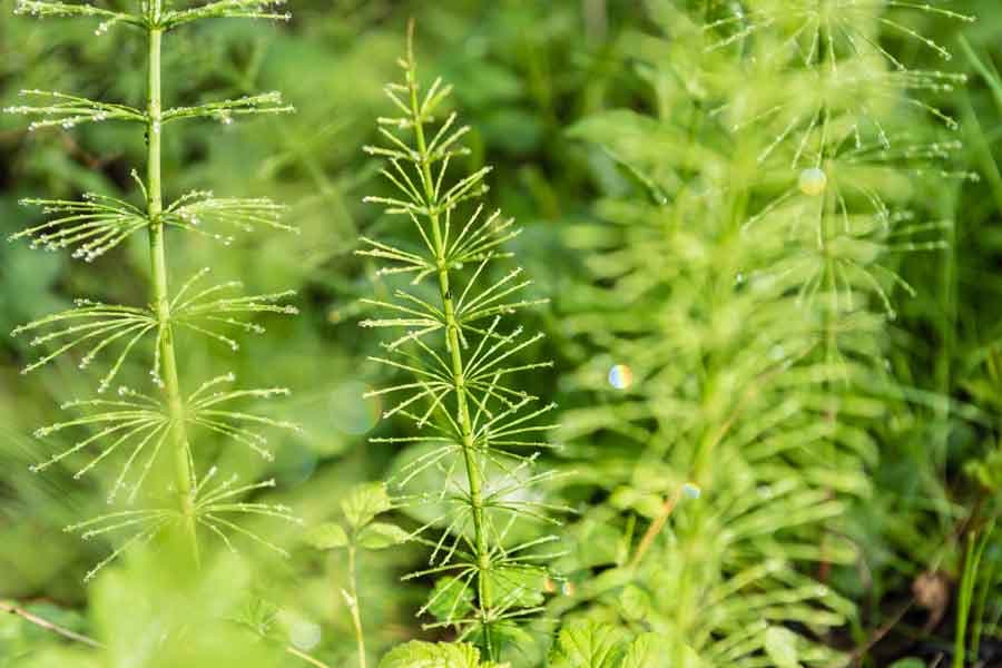 Pflanzen bei der Schwindebachquelle in Soderstorf