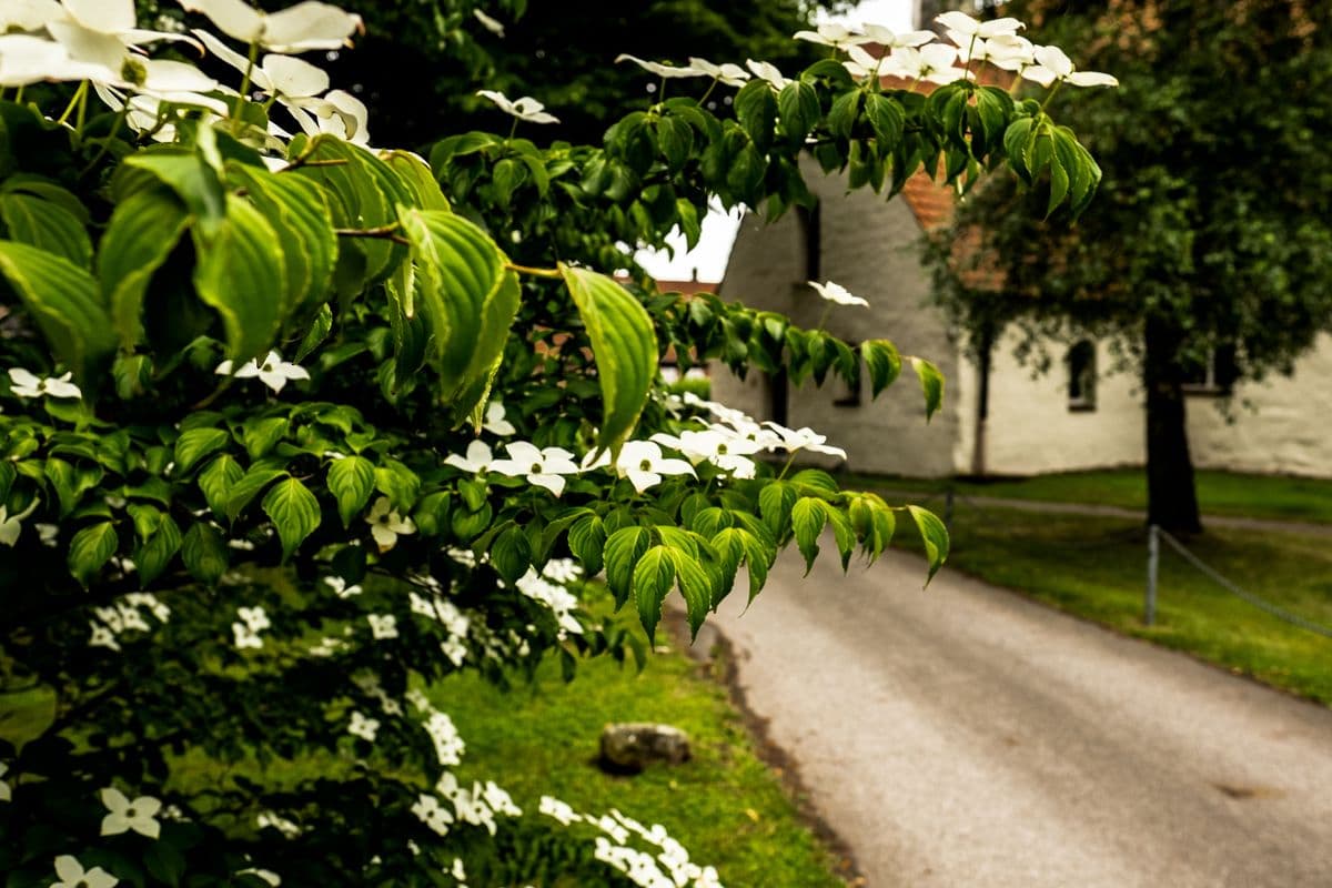 Blüten vor der St. Marienkirche in Bröckel