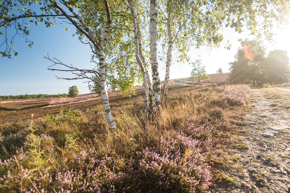 Heide und Birken findet man rund um das Naturschutzgebiet Brunsberg