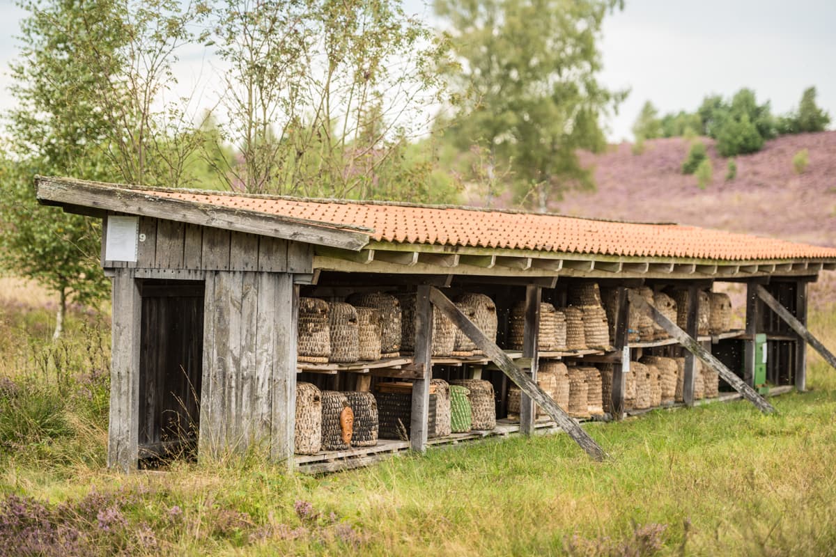 Undeloh Weseler Heide Bienen