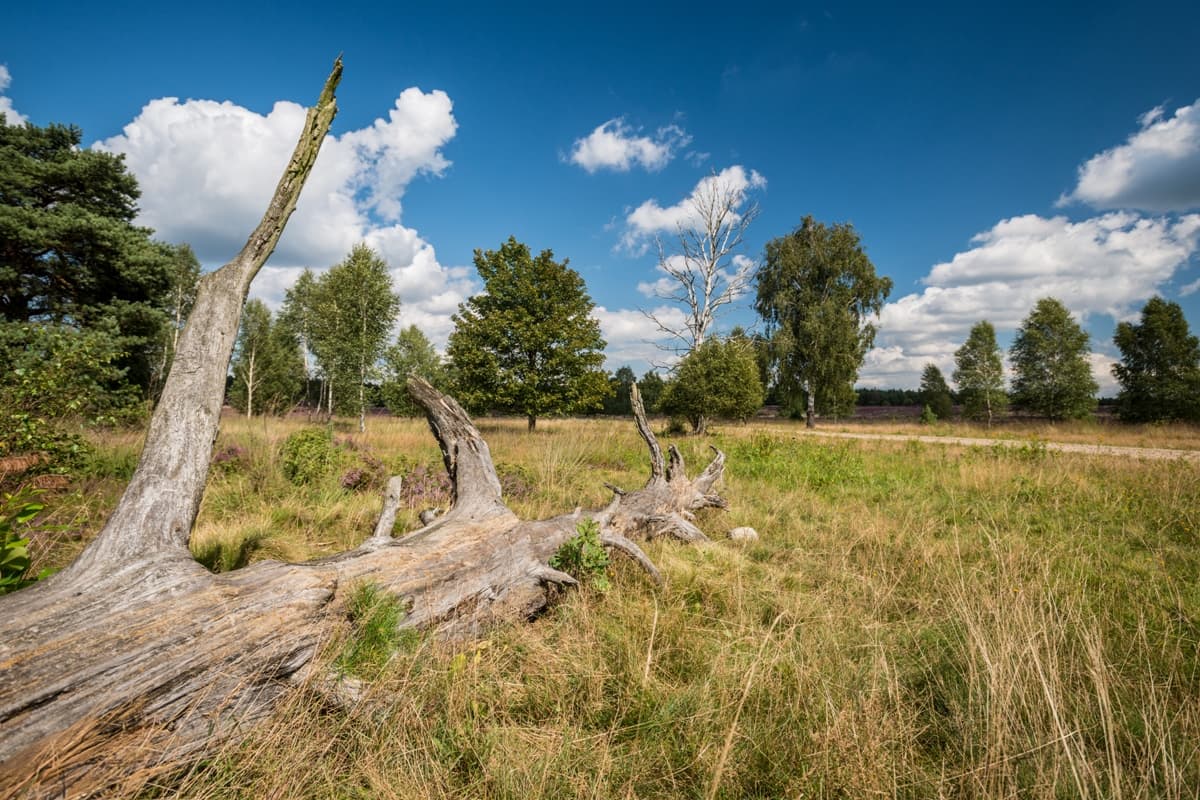 Weseler Heide Undeloh Baumstamm