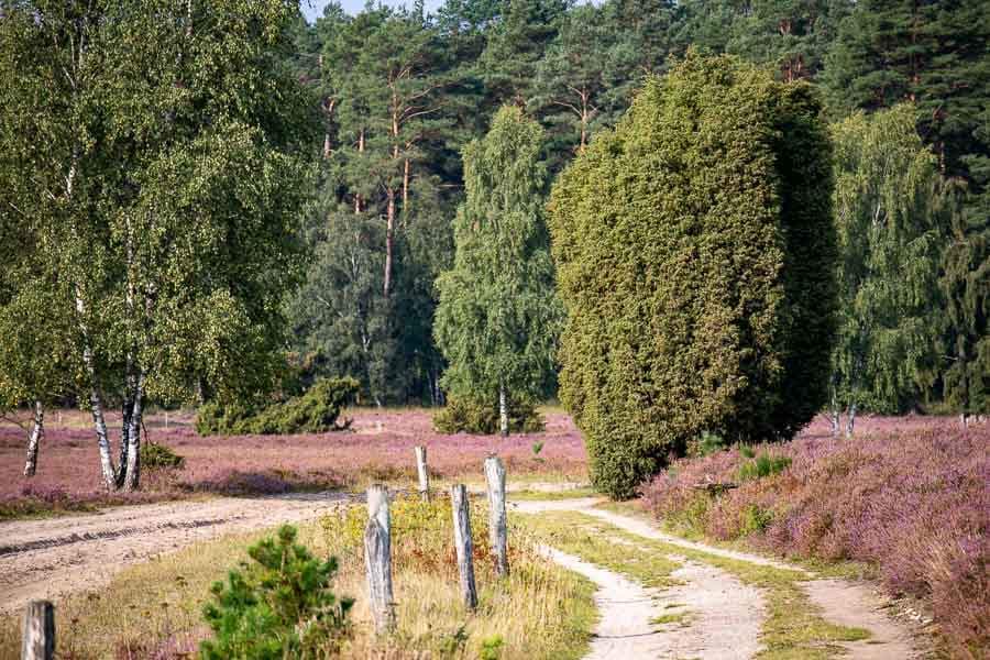 Wandern auf sandigen Pfaden durch die blühende Heidelandschaft