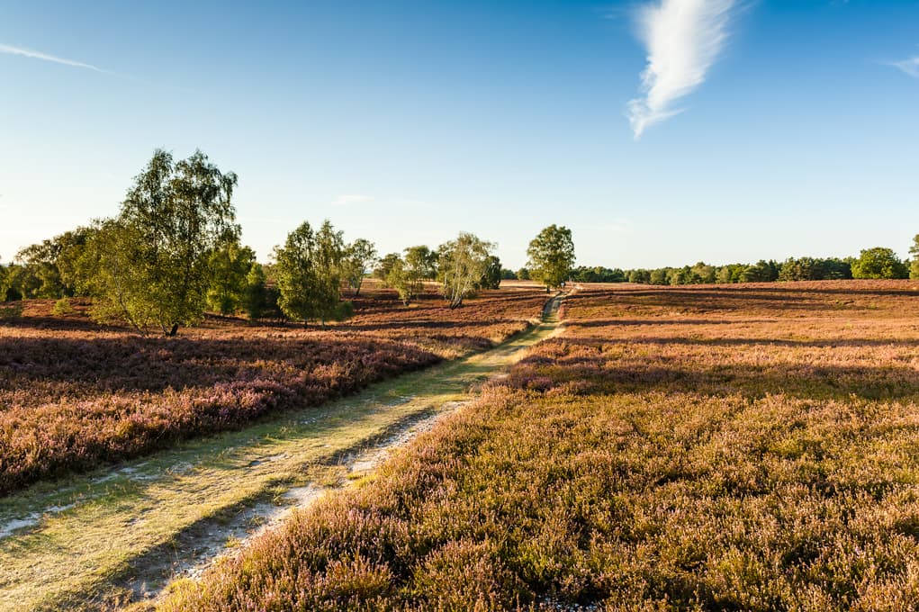 Wandern auf dem Heidschnuckenweg in der Fischbeker Heide