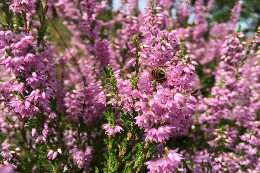 Die Fischbeker Heide ist die am nördlichsten gelegene Heidefläche in der Lüneburger Heide und zugleich der Auftakt nach Maß für den Heidschnuckenweg, Deutschlands schönster Wanderweg 2014.