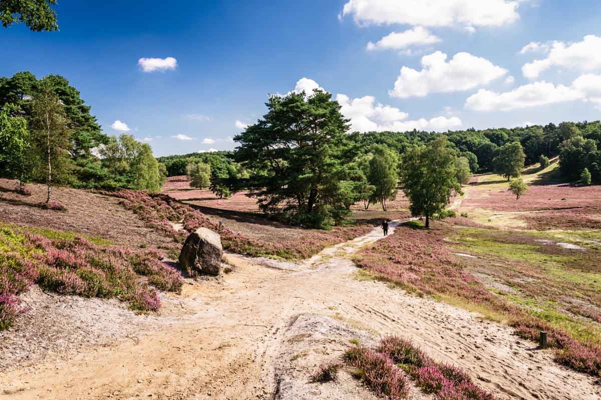 Hügel, Heide und Wälder in der Fischbeker Heide