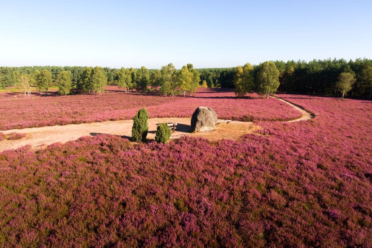 Heideblüte am Angelbecksteich mit dem Gedenkstein