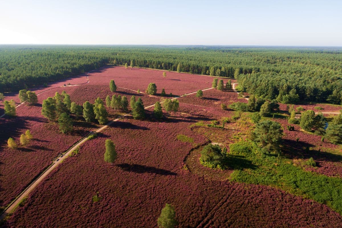 die heidebluete am angelbecks teich aus der luft